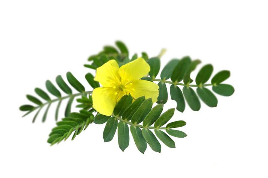 Tribulus terrestris is part of Glucoren